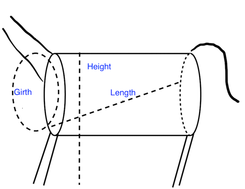 Diagram of a donkey’s girth, length, and height